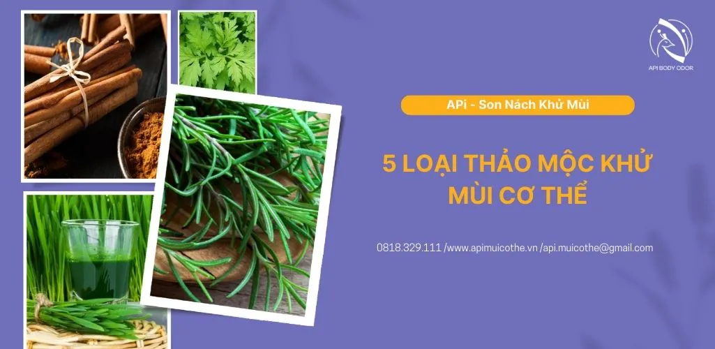 5 loại thảo mộc khử mùi cơ thể giúp thổi bay mùi cơ thể khó chịu